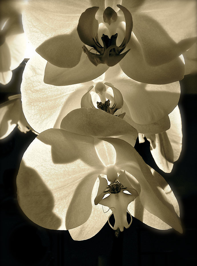 BLACKIT ORCHIDS #13